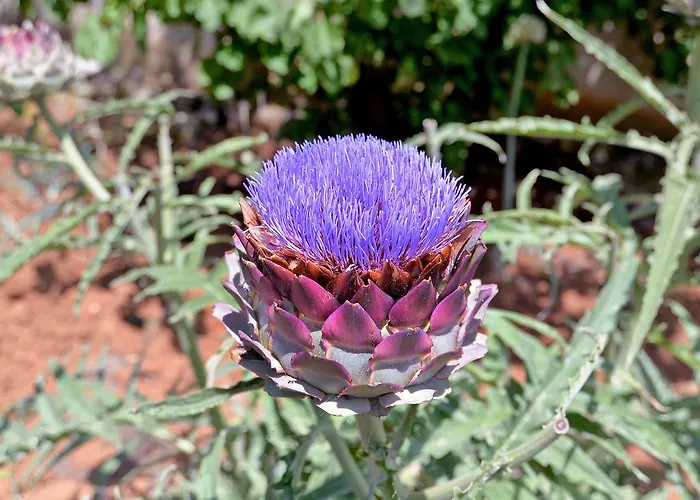 Ivanka 378 로비니